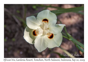 African Iris