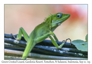 Green Crested Lizard