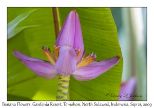 Banana Flowers