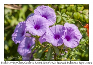 Bush Morning Glory