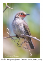 Scarlet Honeyeater