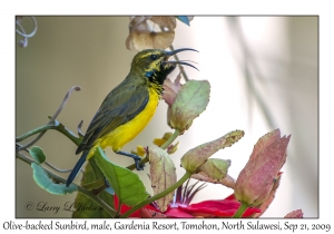 Olive-backed Sunbird