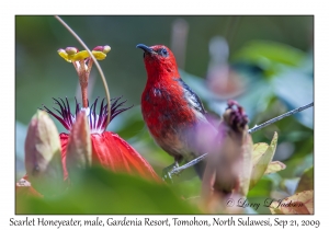 Scarlet Honeyeater