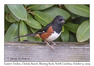 Eastern Towhee