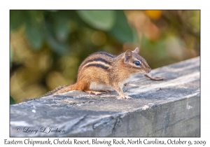 Eastern Chipmunk