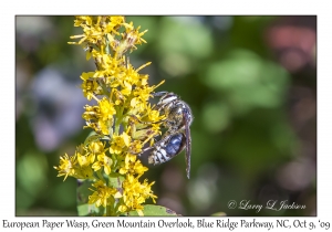 European Paper Wasp