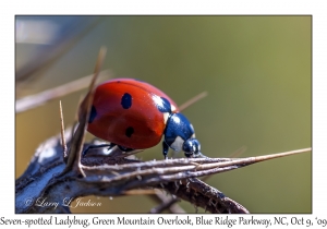 Seven-spotted Ladybug