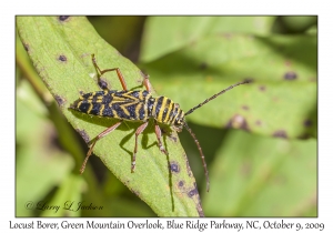 Locust Borer