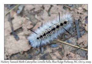 Hickory Tussock Moth caterpillar