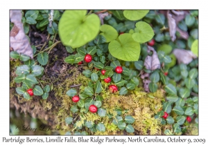 Partridge Berry