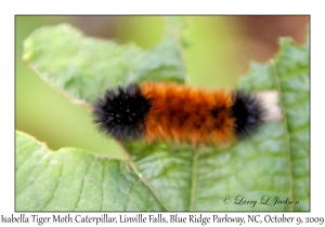 Banded Woolly Bear, Isabella Tiger Moth