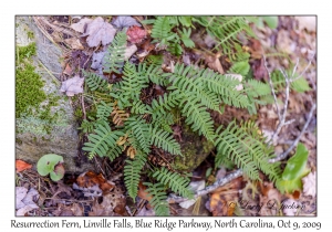 Resurrection Fern