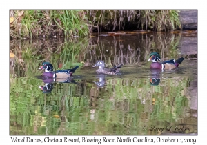 Wood Duck