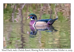 Wood Duck