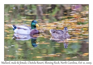 Mallards