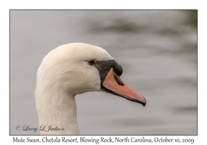 Mute Swan