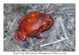 Tomato Frog