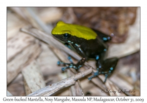 Green-backed Mantella