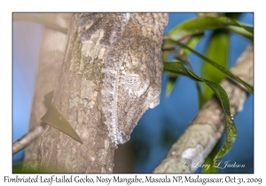 Fimbriated Leaf-tailed Gecko