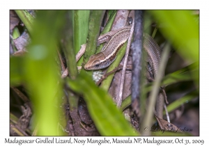 Madagascar Girdled Lizard