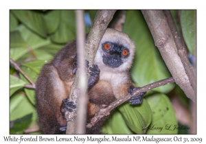 White-fronted Brown Lemur