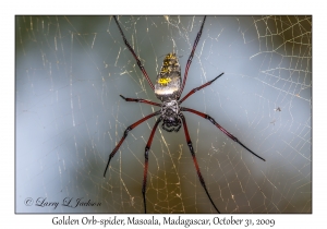 Golden Orb-spider