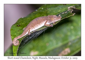 Short-nosed Chameleon