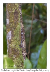 Fimbriated Leaf-tailed Gecko