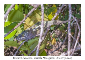 Panther Chameleon