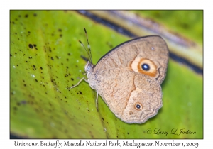 Unknown Butterfly