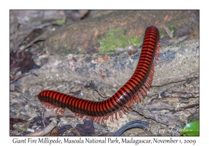 Giant Fire Millipede