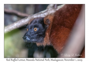 Red Ruffed Lemur