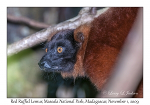 Red Ruffed Lemur