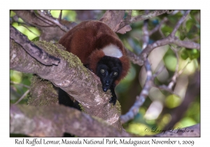 Red Ruffed Lemur