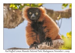 Red Ruffed Lemur