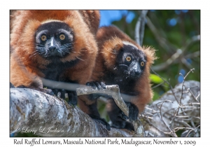 Red Ruffed Lemurs