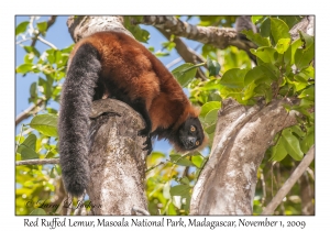 Red Ruffed Lemur