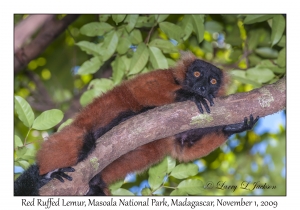 Red Ruffed Lemur