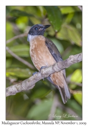 Madagascar Cuckooshrike