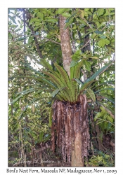 Bird's Nest Fern