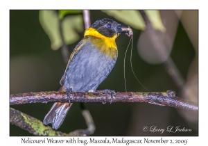 Nelicourvi Weaver