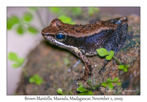 Brown Mantella