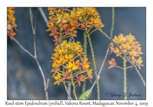 Reed-stem Epidendrum