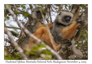 Diademed Sifaka