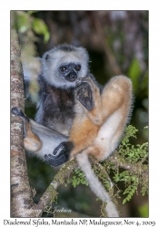 Diademed Sifaka