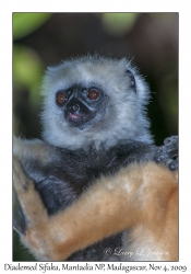 Diademed Sifaka