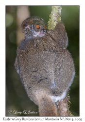 Eastern Grey Bamboo Lemur