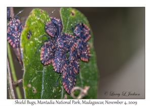 Shield Bugs