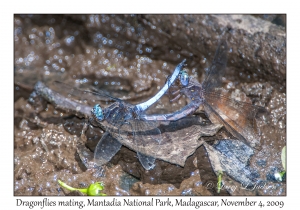 Dragonflies Mating