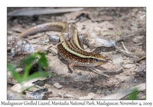 Madagascar Girdled Lizard